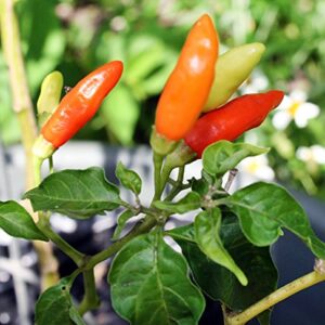 30+ Tabasco Hot Pepper Seeds Heirloom Non-GMO Red Chili Spicy, Rich Flavor, Productive, from USA HARLEY SEEDS
