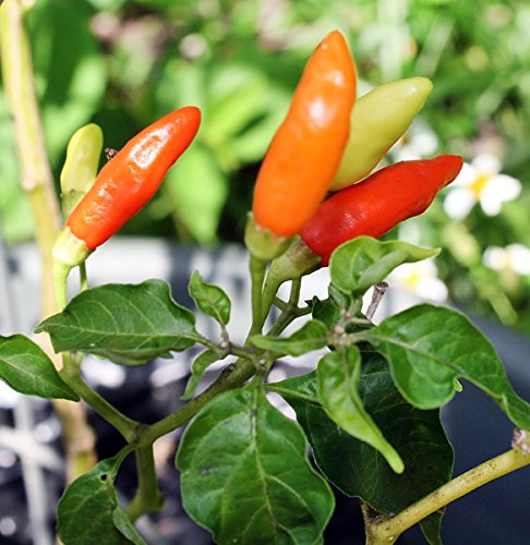 30+ Tabasco Hot Pepper Seeds Heirloom Non-GMO Red Chili Spicy, Rich Flavor, Productive, from USA HARLEY SEEDS