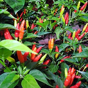 30+ Tabasco Hot Pepper Seeds Heirloom Non-GMO Red Chili Spicy, Rich Flavor, Productive, from USA HARLEY SEEDS