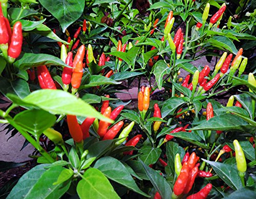 30+ Tabasco Hot Pepper Seeds Heirloom Non-GMO Red Chili Spicy, Rich Flavor, Productive, from USA HARLEY SEEDS