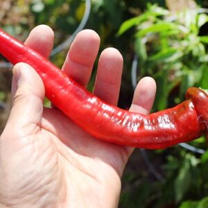 30+ Italian Jimmy Nardello's Sweet 12" Long Pepper Seeds, Heirloom Non-GMO, Prolific, Juicy, Delicious! from USA