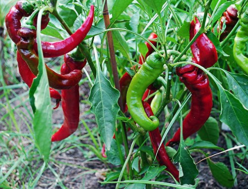 30+ Italian Jimmy Nardello's Sweet 12" Long Pepper Seeds, Heirloom Non-GMO, Prolific, Juicy, Delicious! from USA