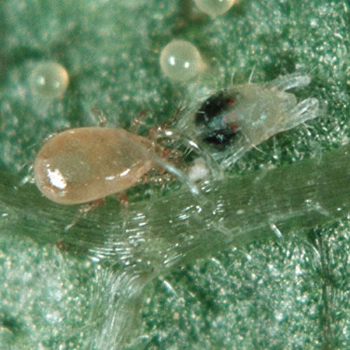2,000 Live Adult Predatory Mites - Neoseiulus (Amblyseius) Californicus a Predatory Mite Specie for Spider Mite Control - Ships Next Business Day!l