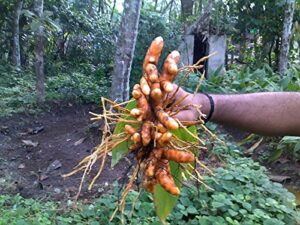 turmeric (rhizome) grow your own,grow indoors or outdoors - (1 pound)