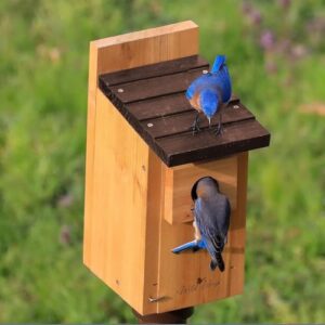 Wild Wings WWCH3 Cedar Blue Bird Box House