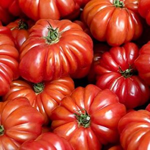 30+ Costoluto Genovese Pomodoro Tomato Seeds, Heirloom Non-GMO, Low Acid, Indeterminate, Open-Pollinated, Productive from USA