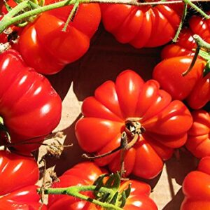 30+ Costoluto Genovese Pomodoro Tomato Seeds, Heirloom Non-GMO, Low Acid, Indeterminate, Open-Pollinated, Productive from USA