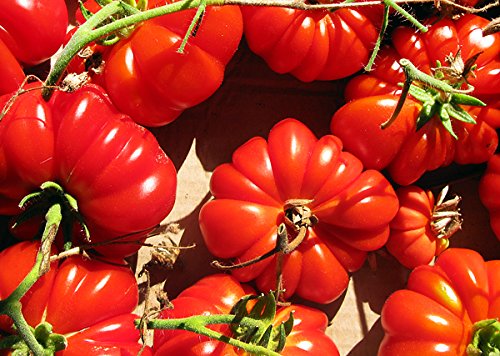 30+ Costoluto Genovese Pomodoro Tomato Seeds, Heirloom Non-GMO, Low Acid, Indeterminate, Open-Pollinated, Productive from USA