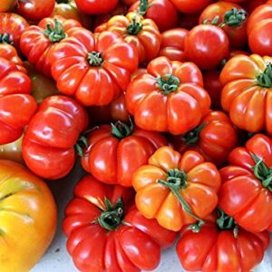 30+ Costoluto Genovese Pomodoro Tomato Seeds, Heirloom Non-GMO, Low Acid, Indeterminate, Open-Pollinated, Productive from USA