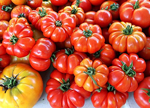 30+ Costoluto Genovese Pomodoro Tomato Seeds, Heirloom Non-GMO, Low Acid, Indeterminate, Open-Pollinated, Productive from USA