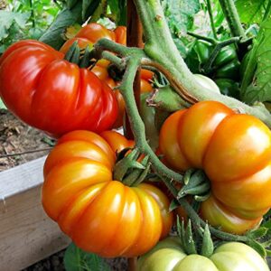 30+ Costoluto Genovese Pomodoro Tomato Seeds, Heirloom Non-GMO, Low Acid, Indeterminate, Open-Pollinated, Productive from USA