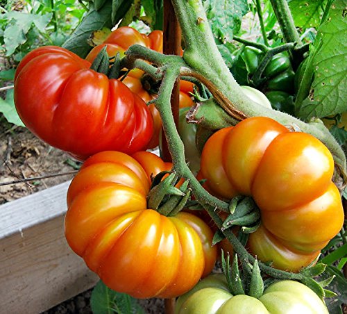 30+ Costoluto Genovese Pomodoro Tomato Seeds, Heirloom Non-GMO, Low Acid, Indeterminate, Open-Pollinated, Productive from USA