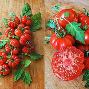 30+ Costoluto Genovese Pomodoro Tomato Seeds, Heirloom Non-GMO, Low Acid, Indeterminate, Open-Pollinated, Productive from USA