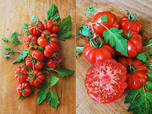 30+ Costoluto Genovese Pomodoro Tomato Seeds, Heirloom Non-GMO, Low Acid, Indeterminate, Open-Pollinated, Productive from USA