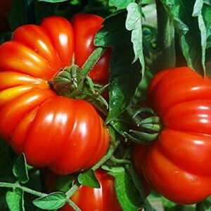 30+ Costoluto Genovese Pomodoro Tomato Seeds, Heirloom Non-GMO, Low Acid, Indeterminate, Open-Pollinated, Productive from USA