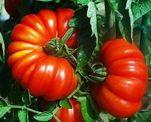 30+ Costoluto Genovese Pomodoro Tomato Seeds, Heirloom Non-GMO, Low Acid, Indeterminate, Open-Pollinated, Productive from USA