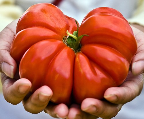 30+ Costoluto Genovese Pomodoro Tomato Seeds, Heirloom Non-GMO, Low Acid, Indeterminate, Open-Pollinated, Productive from USA