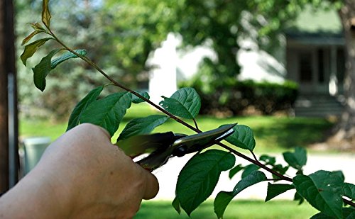 Edward Tools Pruning Snips Set (2) - Floral Scissors and Bypass pruners - Precise pruning flowers, fruit trees, bonsai, grapes - Carbon Steel blades - Safety lock design