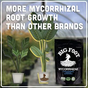 Big Foot Water-in Brew - Soil Drench and Organic Fertilizer | Mycorrhizae + Worm Castings + Kelp + Azomite,+ Biochar + Humic Acid - (8 oz)