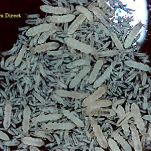 Live Springtails, Mixed Seeding Culture, by Critters Direct