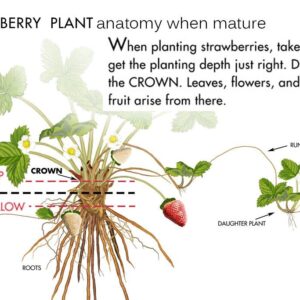 10 Chandler Strawberry Plants - Best southern strawberries, Organic, Junebearing