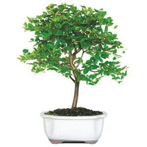 brussel's jaboticaba bonsai - small - (indoor)