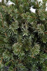 2.5 qt - blue pacific juniper(shore juniper) - groundcover - live plant