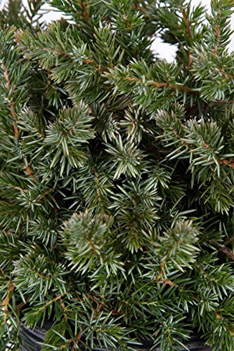 2.5 Qt - Blue Pacific Juniper(Shore Juniper) - Groundcover - Live Plant