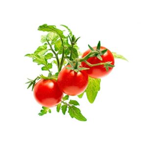 click and grow smart garden mini tomato plant pods, 9-pack