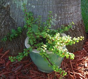 elephant bush - portucalaria afra solid green bonsai – mini jade tree plant
