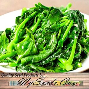 Big Pack - (1,500) Chinese Broccoli, Kailan GAI LAN Seeds - Used in Cantonese Cuisine - Non-GMO Seeds by MySeeds.Co (Big Pack - Kai LAN)