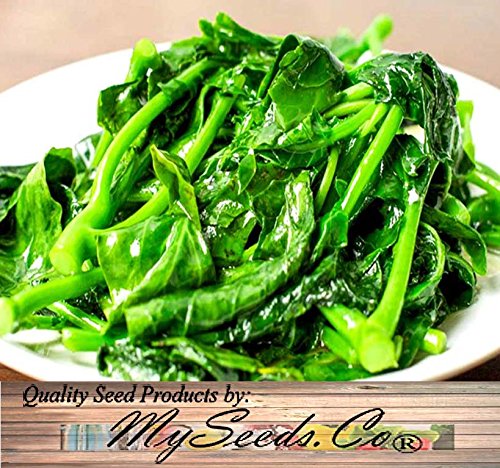 Big Pack - (1,500) Chinese Broccoli, Kailan GAI LAN Seeds - Used in Cantonese Cuisine - Non-GMO Seeds by MySeeds.Co (Big Pack - Kai LAN)