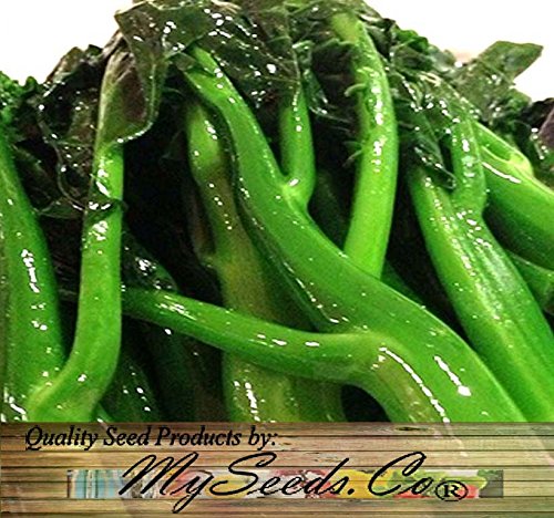 Big Pack - (1,500) Chinese Broccoli, Kailan GAI LAN Seeds - Used in Cantonese Cuisine - Non-GMO Seeds by MySeeds.Co (Big Pack - Kai LAN)