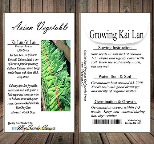 Big Pack - (1,500) Chinese Broccoli, Kailan GAI LAN Seeds - Used in Cantonese Cuisine - Non-GMO Seeds by MySeeds.Co (Big Pack - Kai LAN)
