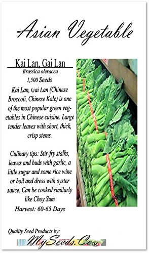 Big Pack - (1,500) Chinese Broccoli, Kailan GAI LAN Seeds - Used in Cantonese Cuisine - Non-GMO Seeds by MySeeds.Co (Big Pack - Kai LAN)