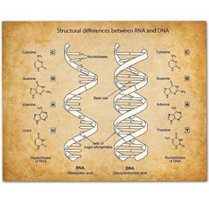 rna & dna - 11x14 unframed art print - makes a great science room decor and gift under $15 for biologists and biology students