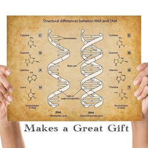 RNA & DNA - 11x14 Unframed Art Print - Makes a Great Science Room Decor and Gift Under $15 for Biologists and Biology Students