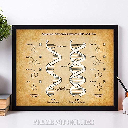 RNA & DNA - 11x14 Unframed Art Print - Makes a Great Science Room Decor and Gift Under $15 for Biologists and Biology Students