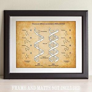 RNA & DNA - 11x14 Unframed Art Print - Makes a Great Science Room Decor and Gift Under $15 for Biologists and Biology Students