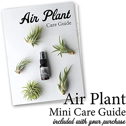 Cute Farms Tillandsia Air Plant Fertilizer | Gentle Daily Use Formula Plant Food with Care Guide | Formulated Nutrients for Air Plants (Two - 8 oz. Spray Bottles)