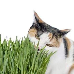 Cat Grass(Sweet Oats for Cats) 1LB (3000 + Seeds) -Easy Grow Greens-Great Value!