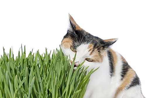 Cat Grass(Sweet Oats for Cats) 1LB (3000 + Seeds) -Easy Grow Greens-Great Value!