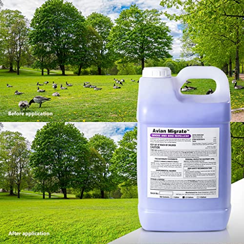 Avian Migrate Goose Deterrent, Bird Repellent Concentrate, Geese Repellent, Non-Toxic, Made in The USA, Removes Geese from Beaches, Yards, Ponds, Parks and Ground (2.5 Gallon)