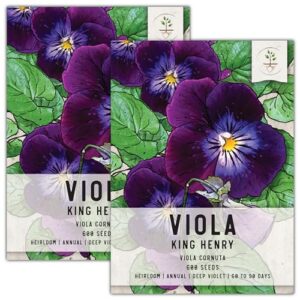 seed needs, king henry viola seeds - 600 heirloom seeds for planting viola cornuta - dark colored blooms for a gothic garden, attracts pollinators (2 packs)