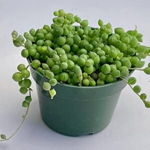 Live Succulent (4" String of Pearls), Succulents Plants Live, Succulent Plants Fully Rooted, Rare House Plant for Home Office Decoration, DIY Projects, Party Favor Gift by Fatplants