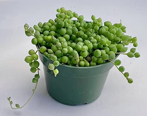 Live Succulent (4" String of Pearls), Succulents Plants Live, Succulent Plants Fully Rooted, Rare House Plant for Home Office Decoration, DIY Projects, Party Favor Gift by Fatplants