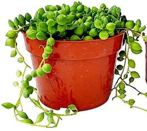 live succulent (4" string of pearls), succulents plants live, succulent plants fully rooted, rare house plant for home office decoration, diy projects, party favor gift by fatplants