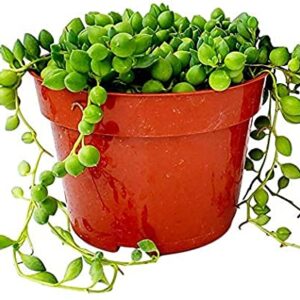 Live Succulent (4" String of Pearls), Succulents Plants Live, Succulent Plants Fully Rooted, Rare House Plant for Home Office Decoration, DIY Projects, Party Favor Gift by Fatplants