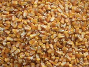 bulk whole corn for wildlife feeding (1, 50 pounds)