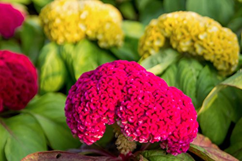 1000 Celosia Seeds for Planting - Giant Cockscomb Mix Yellow, Pink, and Red - Crested Type - Celosia Cristata